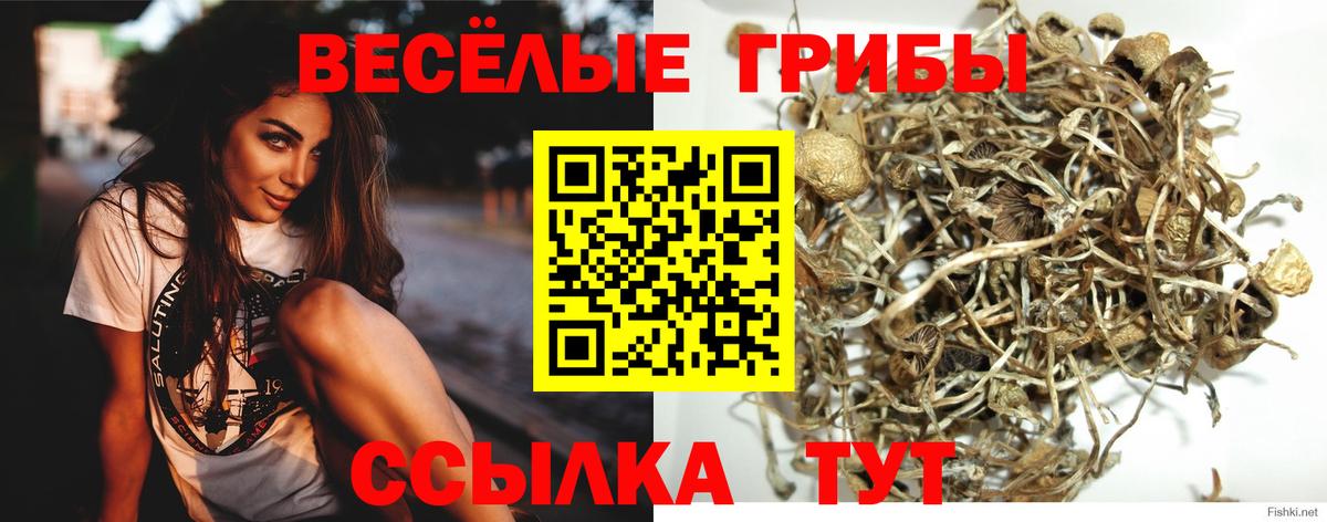 Урус-Мартан  Псилоцибиновые грибы мухоморы  Вход с VPN 